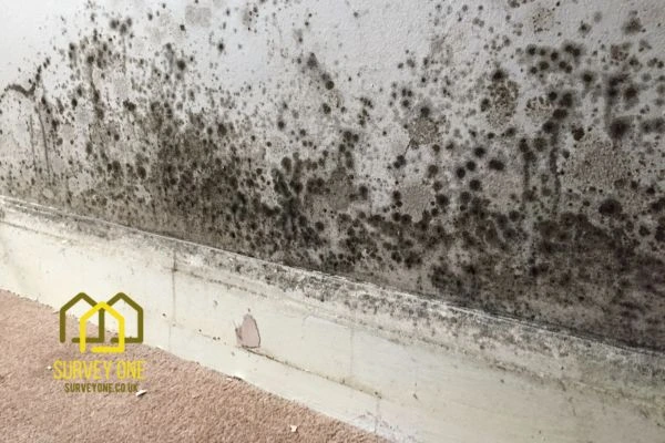 What’s the First Step to Take When You Notice Damp on a Party Wall Coventry?